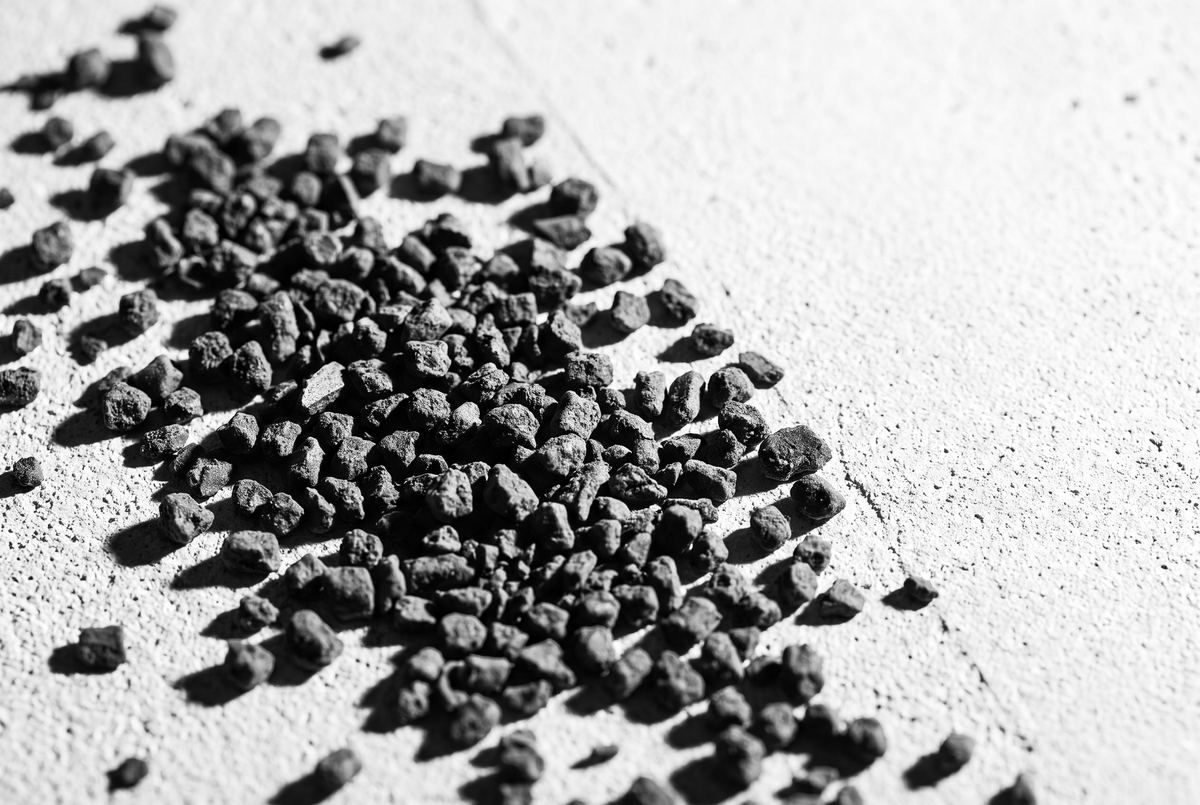 Granulés de racine de chicorée torréfiée dispersés en une seule couche sur du béton clair brut