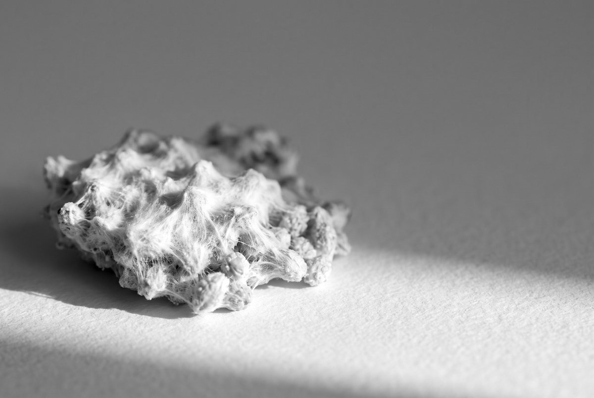 Mycélium blanc dense poussé sur des grains de millet, vu de très près en lumière rasante
