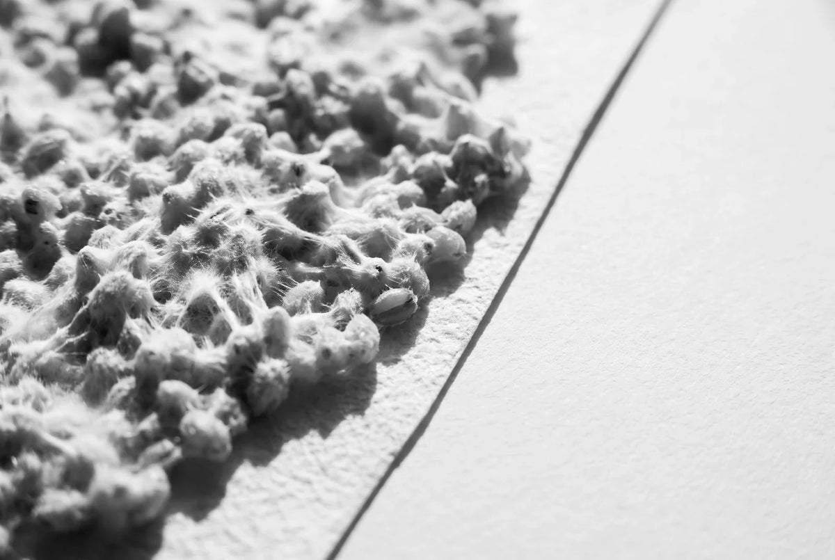 Mycélium blanc dense poussé sur des grains de millet, vu de très près en lumière rasante sur du papier mat blanc