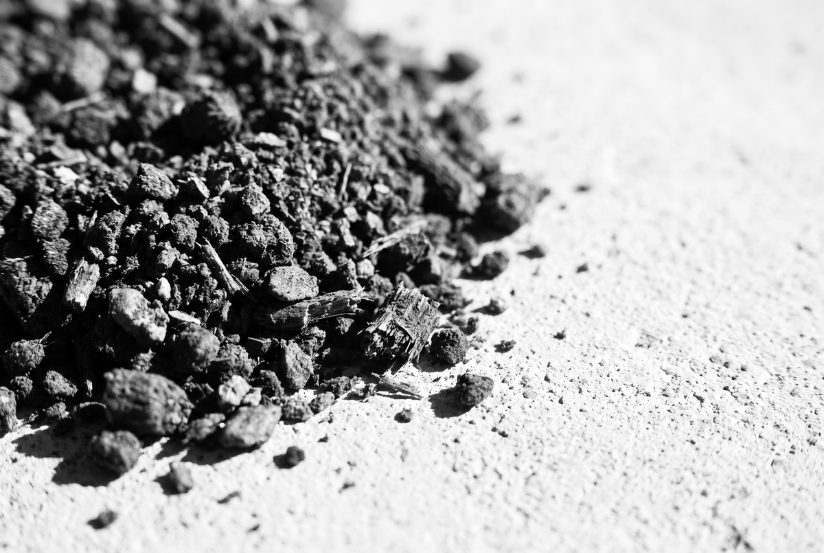 Racines de chicorée torréfiées concassées en amas serré sur du béton clair, vues de très près en lumière rasante